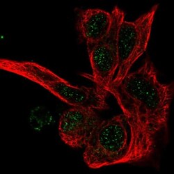 Proteasome beta 1 Antibody, Novus Biologicals:Antibodies:Primary Antibodies